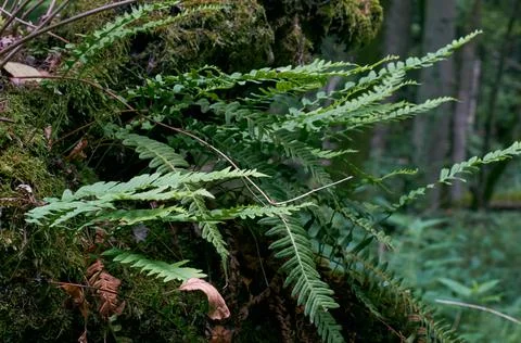Oak tree moss wrapped with lots of Common Polypody ferns,Bialowieza Forest,Po Stock Photos