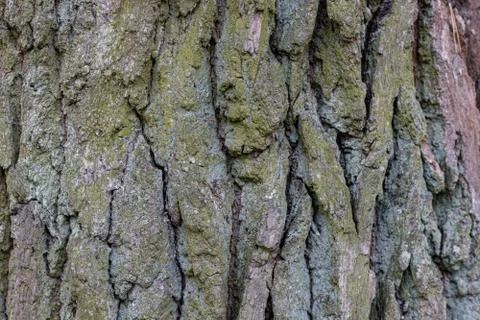 Oak Tree Mossy Bark Texture Close up Stock Photos