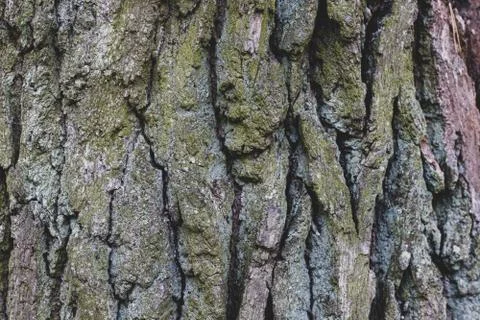 Oak Tree Mossy Bark Texture Close up matte shadow Stock Photos
