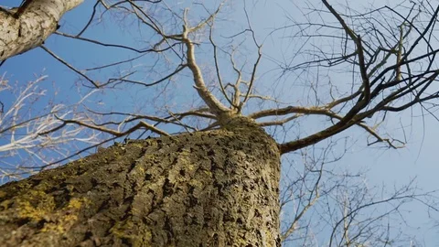 OAK TREE, NATURAL MOSSY TREE TRUNK AND BLUE SKY Stock Footage 110744687