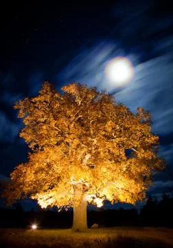 Oak tree at night Stock Photos