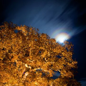 Oak tree at night Stock Photos