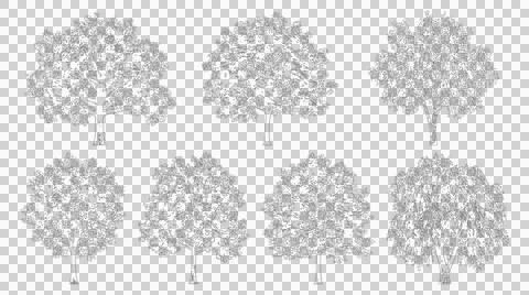 Oak tree outline elevation view isolated transparent background Stock Illustration