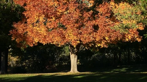 OAK TREE PAN FALL COLOR Stock Footage 96561578