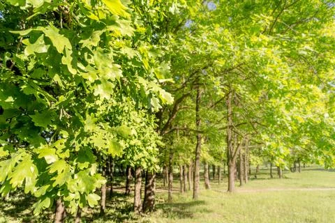 Oak tree in the park 写真素材