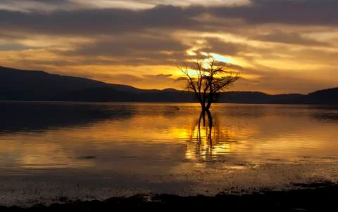 Oak tree 스톡 사진