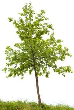 Oak tree Stock Photos