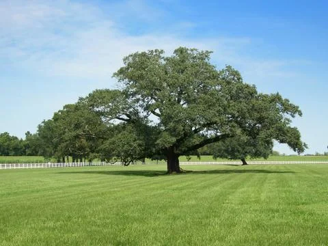 Oak tree Stock Photos