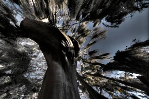 Oak Tree Stock Photos