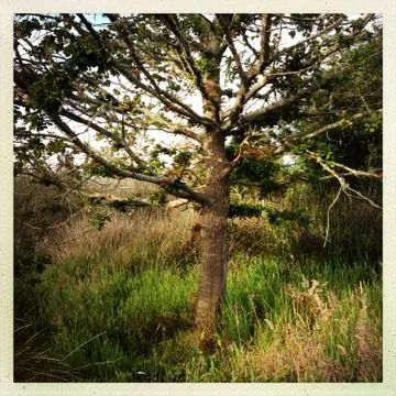 Oak tree Stock Photos