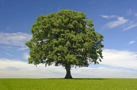 Oak tree Stock Photos