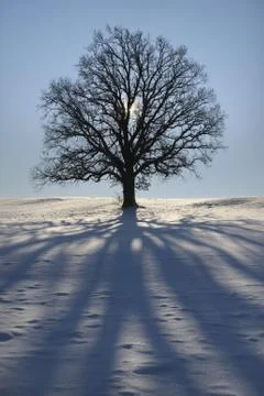 Oak tree Stock Photos