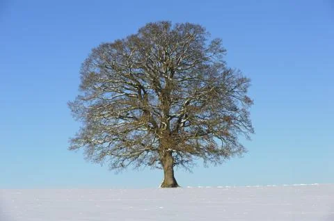 Oak tree Stock Photos