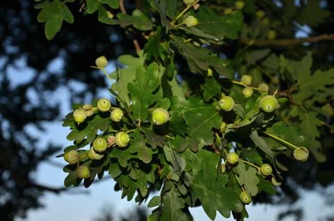 Oak tree Stock Photos