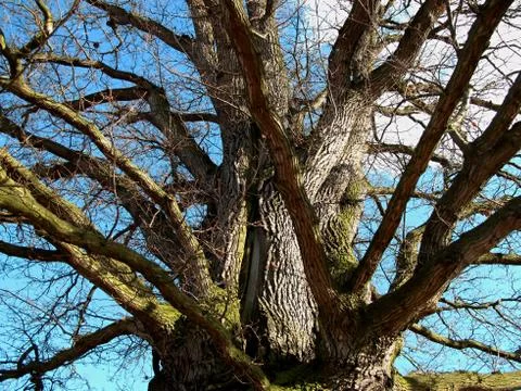 Oak tree Foto stock