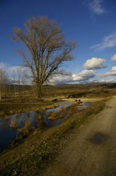 Oak tree 스톡 사진