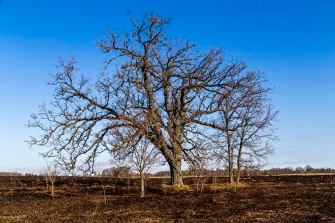 Oak Tree Stock Photos