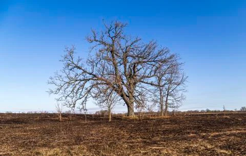 Oak Tree 写真素材