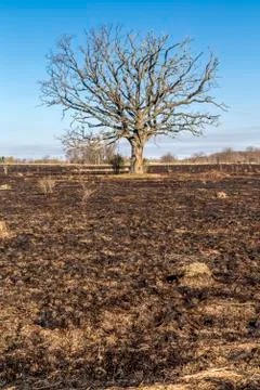 Oak Tree Stock Photos