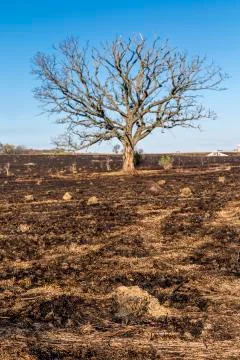 Oak Tree Stock Photos