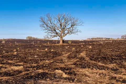 Oak Tree Stock-Fotos