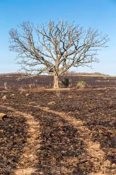 Oak Tree Stock Photos