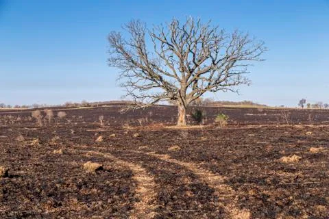 Oak Tree Stock Photos