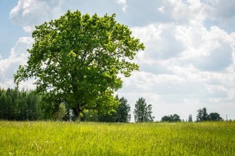 Oak tree Stock Photos