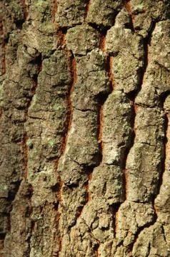 Oak tree Stock Photos