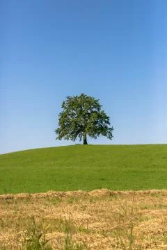 Oak Tree Stock-Fotos