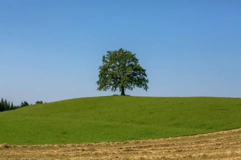 Oak Tree Stock-Fotos