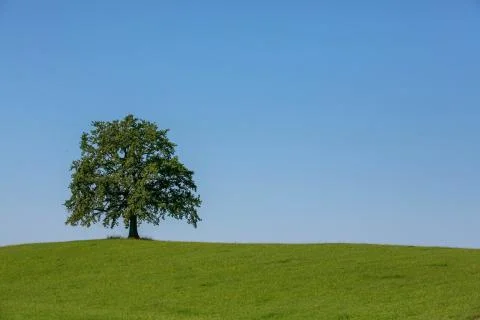 Oak Tree Stock Photos