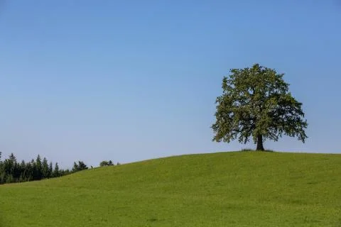 Oak Tree Stock-Fotos