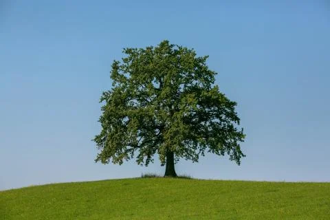 Oak Tree Stock-Fotos