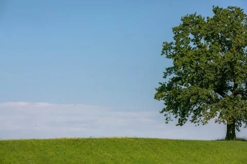 Oak Tree Stock Photos
