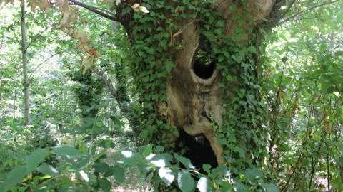 Oak tree Stockfoto's