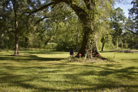 Oak tree 스톡 사진