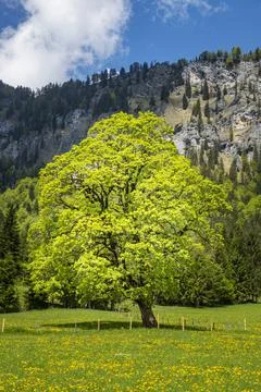 Oak tree Stock Photos