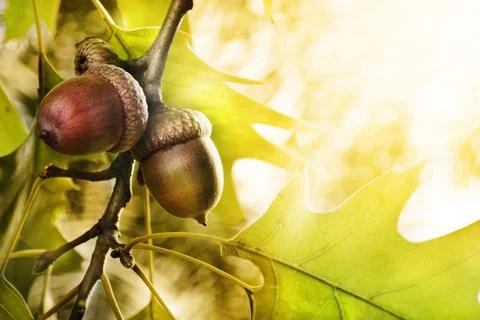 Oak tree Stock-Fotos