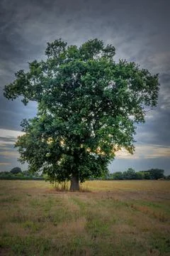 Oak tree Stock Photos