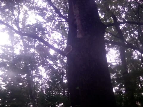 Oak tree Stock Photos