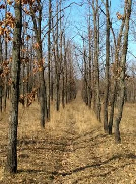 Oak tree planting in spring Foto stock