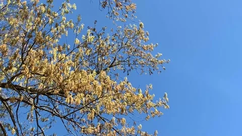 Oak tree pollen hanging off of the tree Stock Footage 105377310