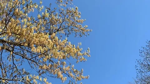 Oak tree pollen hanging off trees Stock Footage 105377304