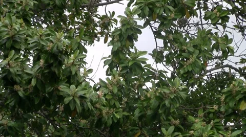 Oak tree pollen laden branches sway in wind on cloudy windy day outdoors Video stock 36622685