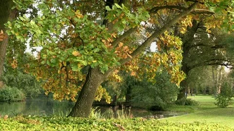 Oak tree by the pond, falling leaf Stock Footage 20524822