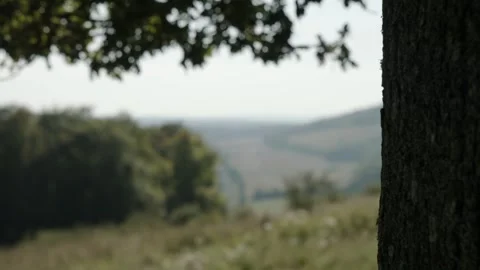 Oak Tree Pull Focus to woodland Видео 300256632