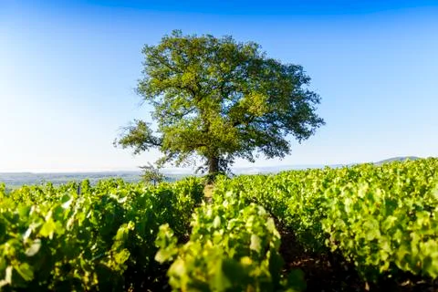 Oak tree of Py with Morgon vineyards, Beaujolais, France Stock Photos