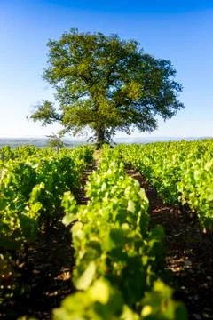 Oak tree of Py with Morgon vineyards, Beaujolais, France Stock Photos