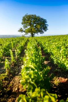 Oak tree of Py with Morgon vineyards, Beaujolais, France Stock Photos